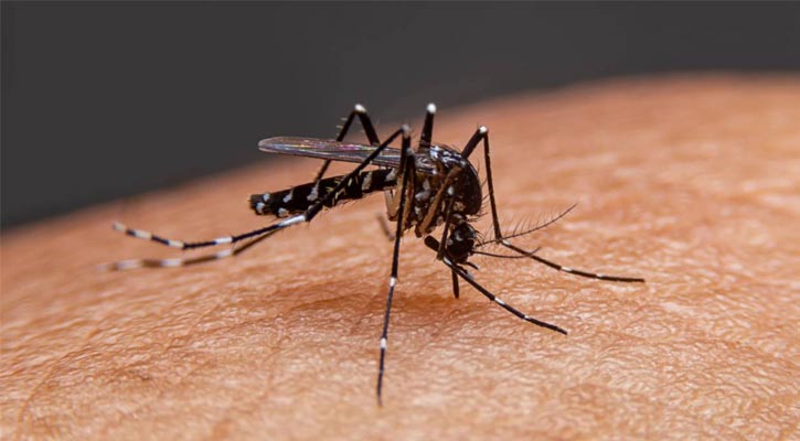 ডেঙ্গু আক্রান্ত ১২ হাজার ছাড়াল