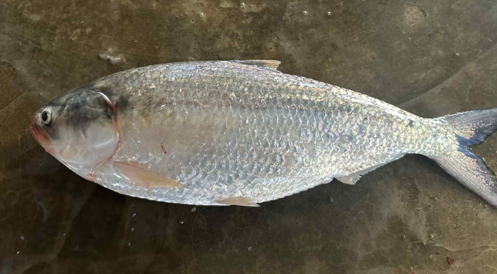 ২ কেজির ইলিশ ৭৭০০ টাকায় বিক্রি