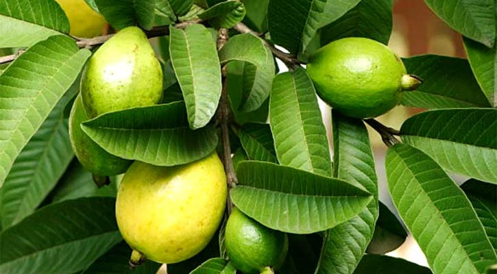 পেয়ারা খেলে মিলবে যেসব স্বাস্থ্য উপকারিতা