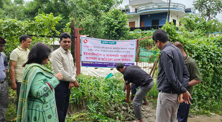 বোয়ালখালীতে ২৭০০  ইউক্যালিপটাস-আকাশমণির চারা ধ্বংস