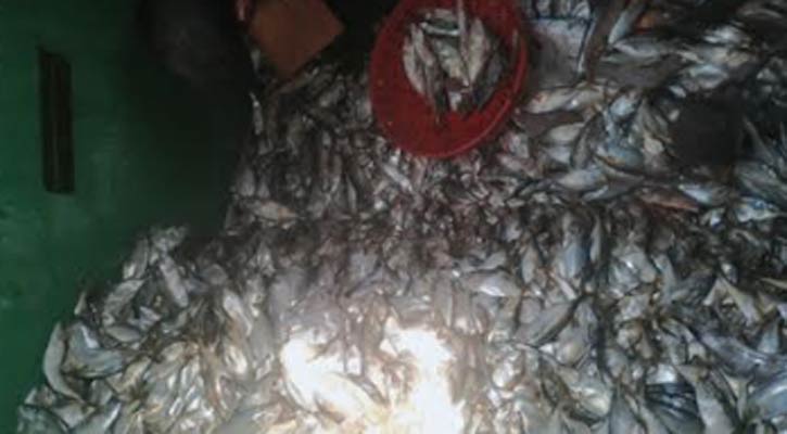 ভোলায় ৮০০ কেজি সামুদ্রিক মাছ জব্দ