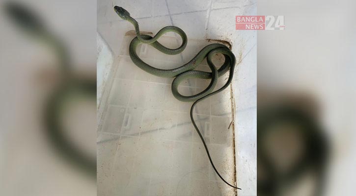 কলার আড়তে মিলল আরও একটি সবুজ-ফণিমনসা সাপ