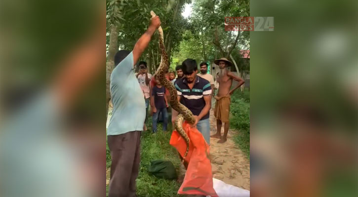 অনেক মুরগি-হাঁস খেয়ে ফেলেছিল অজগর