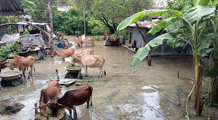 জোয়ারে প্লাবিত ভোলা উপকূল, পানিবন্দি হাজারো মানুষ