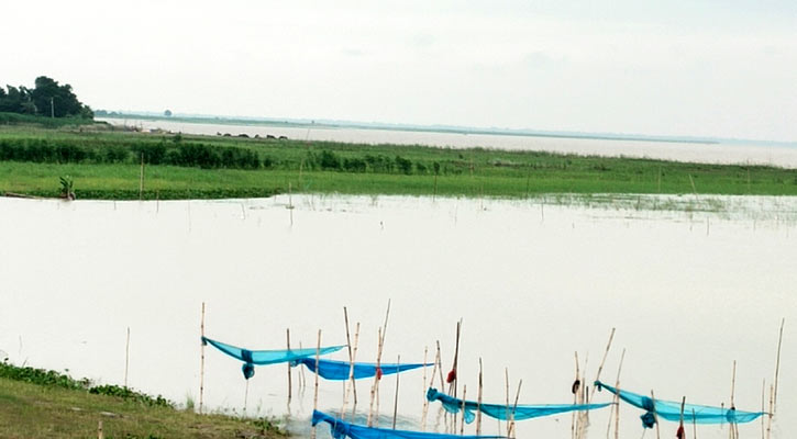 ফরিদপুরে পদ্মার পানি বিপৎসীমা ছুঁই ছুঁই, তলিয়ে গেছে ৫ হাজার বিঘা বাদাম ক্ষেত
