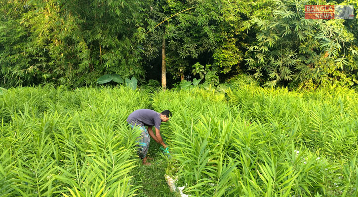অলস জমিতে আদা চাষে বিপ্লব