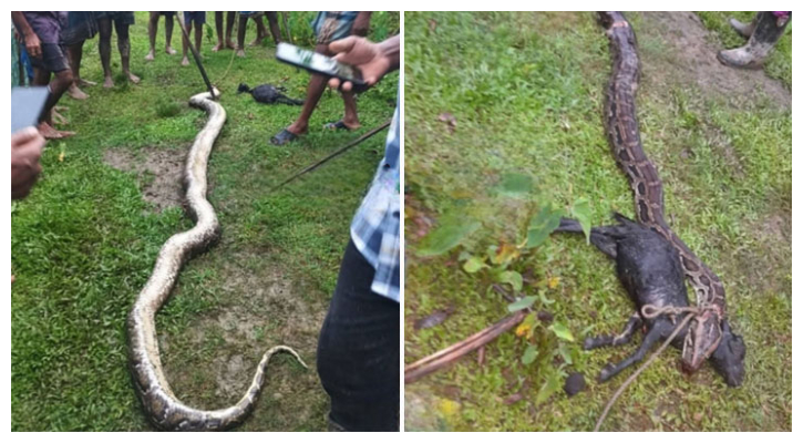 ৫ ছাগল গিলে খাওয়ায় পিটিয়ে মারা হলো অজগরটিকে