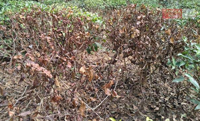 খরায় মরবে গাছ, বাড়বে গরমের উত্তাপ: শাবিপ্রবির গবেষণা