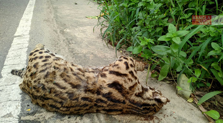 লাউয়াছড়ার পথে মরছে বন্যপ্রাণী