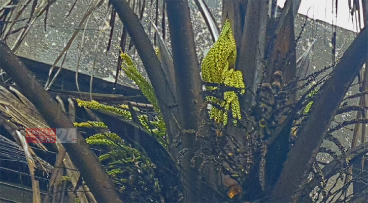 শোকের আঙিনায় আশার ফুল