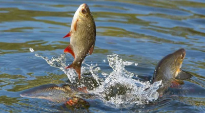 ১৮ আগস্ট শুরু হচ্ছে জাতীয় মৎস্য সপ্তাহ