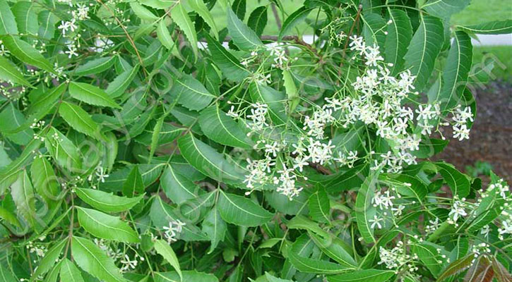 নিমপাতায় ত্বক-চুলের যত্ন