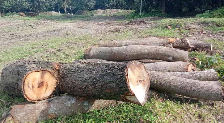 টেন্ডার ছাড়াই রামেবির গাছ কেটে সাবাড়