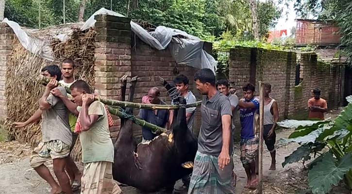 বিষ দিয়ে গাভি মারার অভিযোগ, ময়নাতদন্তের করতে নমুনা সংগ্রহ