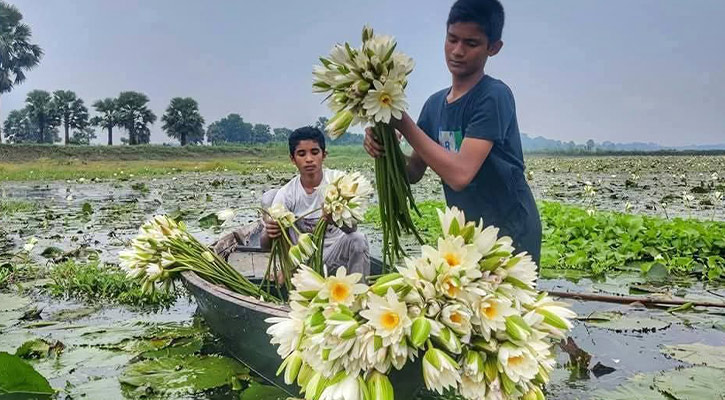 সালথায় নজর কাড়ছে শাপলার সৌন্দর্য