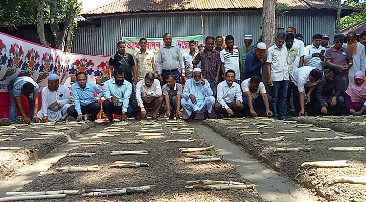 নাটোর চিনিকলে এবার আখ উৎপাদনের লক্ষ্যমাত্রা দেড় লাখ মেট্রিক টন