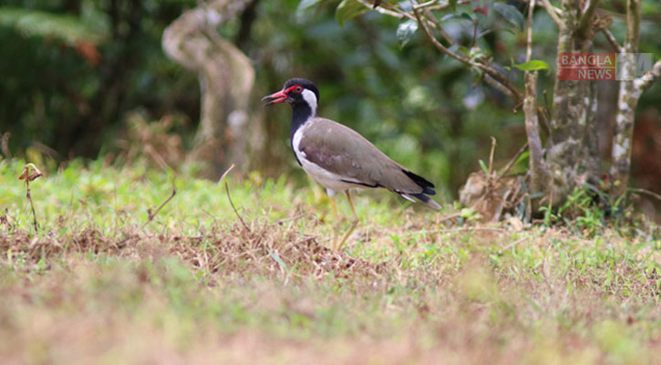 লম্বা হলুদ পায়ের পাখি ‘হট্টিটি’