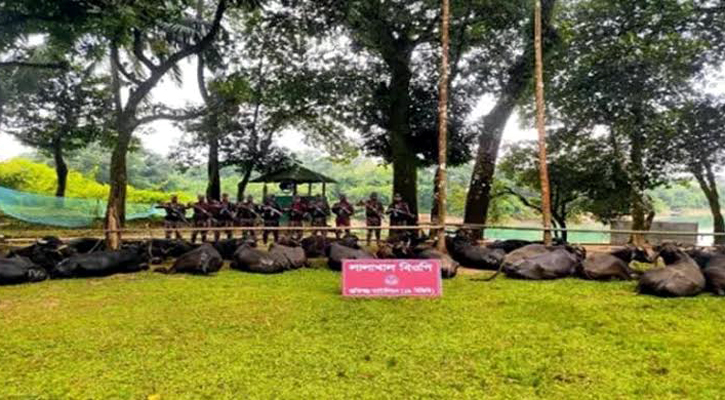 সিলেট সীমান্তে ৫৩ মহিষসহ ভারতীয় মালামাল জব্দ