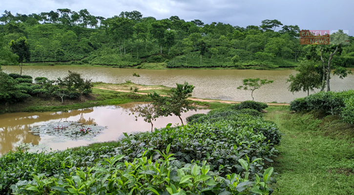 বৃষ্টিতে ভরে ওঠা চা বাগানের পাহাড়ি সৌন্দর্য