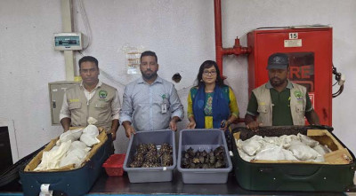 শাহজালাল আন্তর্জাতিক বিমানবন্দর থেকে বিপুল পরিমাণ কচ্ছপ জব্দ