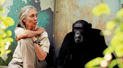 শিম্পাঞ্জি বিশেষজ্ঞ জেন গুডঅল মারা গেছেন