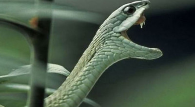 চাঁপাইনবাবগঞ্জে সাপের ছোবলে দুইজনের মৃত্যু