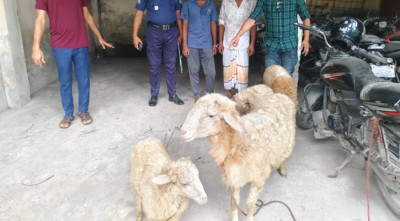 বাকৃবি থেকে চুরি হওয়া গবেষণার ভেড়া টঙ্গী থেকে উদ্ধার