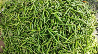কাঁচামরিচের দাম কমলো কেজিতে ২০০ টাকা