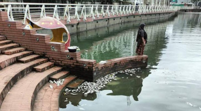 মরে ভেসে উঠেছে ধোপাদিঘির মাছ!