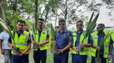 বজ্রপাত প্রতিরোধে ঝিনাইদহে তাল গাছের চারা রোপণ হাইওয়ে পুলিশের