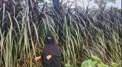 ঘাসের গুড়ে সচ্ছলতা খাদিজার সংসারে