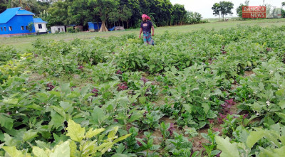 মাদারীপুরে শীতকালীন সবজি চাষে ব্যস্ত কৃষক, বাগড়া দিচ্ছে বৃষ্টি
