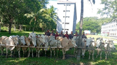 নাইক্ষ্যংছড়িতে বিজিবির অভিযান, ১৫ বার্মিজ গরু জব্দ