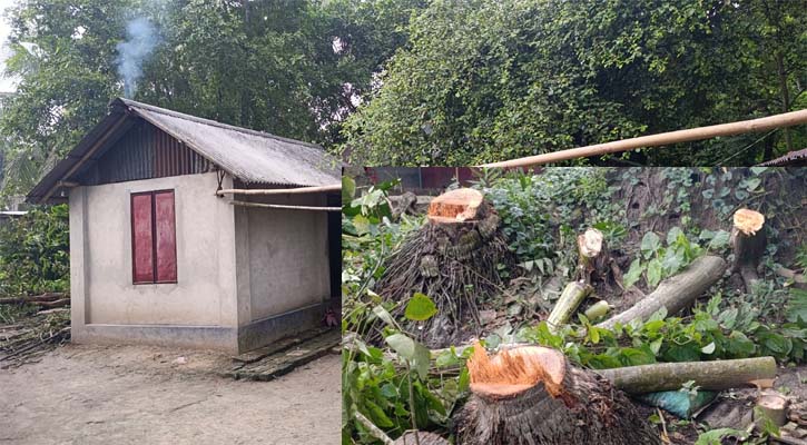 নড়াইলে বসতবাড়ি দখল ও গাছ কেটে ফেলার অভিযোগ