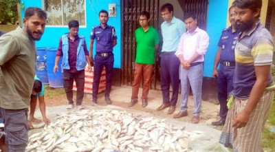 নিষেধাজ্ঞা অমান্য করে ইলিশ পরিবহন : যৌথবাহিনীর অভিযানে ৪০০ কেজি জব্দ