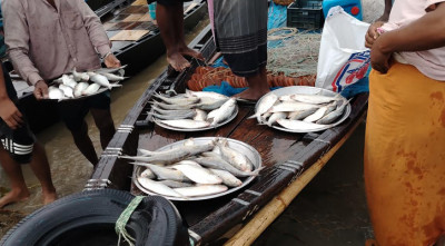 পদ্মাপাড়ে ‘নিষিদ্ধ’ ইলিশ বিক্রির হিড়িক, সানন্দে কিনছেন ক্রেতারা