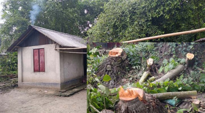 নড়াইলে বসতবাড়ি দখল ও গাছ কেটে ফেলার অভিযোগ