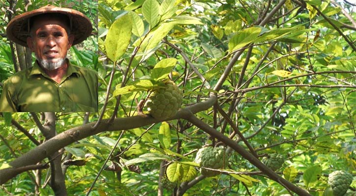 কুষ্টিয়ায় বাণিজ্যিকভাবে শরিফার চাষ