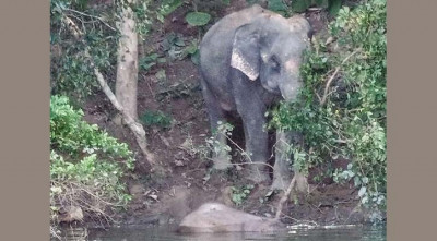 কাপ্তাই হ্রদে মিলল হাতি শাবকের মরদেহ