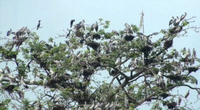 রানি ভবানীর রাজবাড়ীতে পরিযায়ী পাখি, ছাতা নিয়ে ঢুকতে হচ্ছে দর্শনার্থীদের