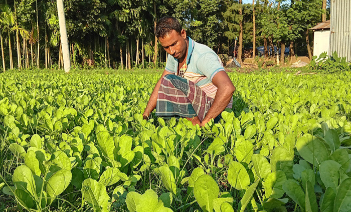 ক্ষেত থেকে শাক তুলছেন কৃষক। লক্ষ্মীপুরের ভবানীগঞ্জ থেকে ছবিটি তুলেছেন মো. নিজাম উদ্দিন