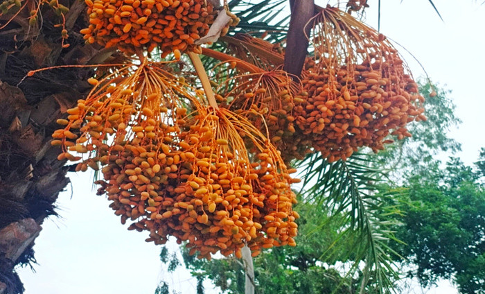 থোকায় থোকায় খেজুর ফলেছে গাছে। নারায়ণগঞ্জের রূপগঞ্জ এলাকা থেকে ছবি তুলেছেন শাকিল আহমেদ