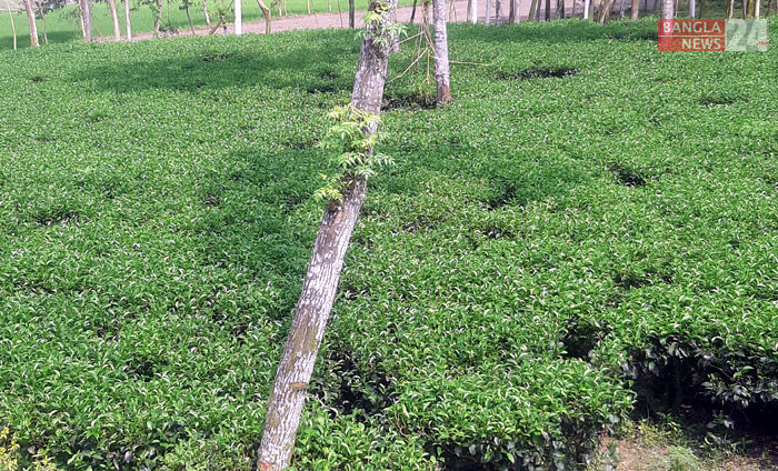 নীলফামারীর কিশোরগঞ্জের বাহাগিলির সমতল এলাকায় চা বাগান। ছবি: আমিরুজ্জামান
