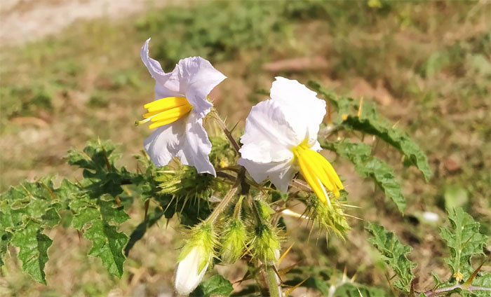 কাঁটানটে ফুলের বাহার/ছবি সরোয়ার হোসেন